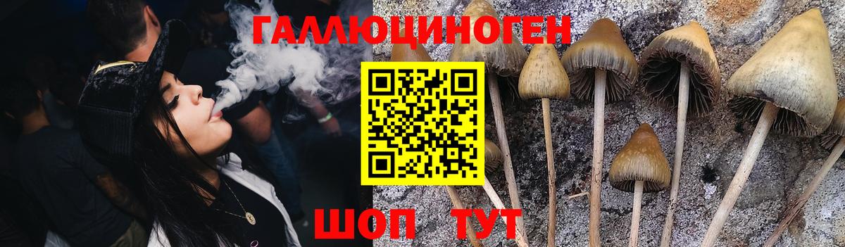 Псилоцибиновые грибы Psilocybe  Вход с VPN  Таганрог 